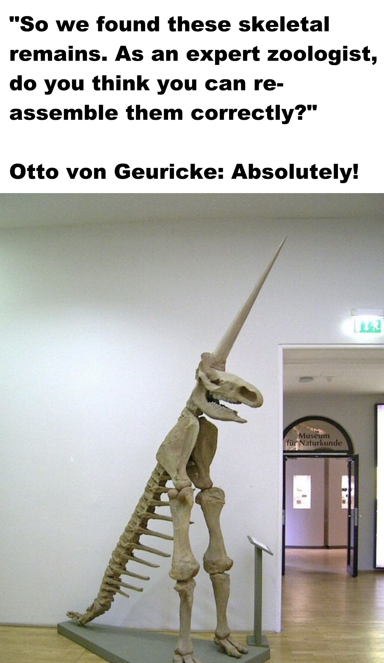 funny memes and pics - museum of natural history magdeburg - "So we found these skeletal remains. As an expert zoologist, do you think you can re assemble them correctly?" Otto von Geuricke Absolutely! Museum fr Naturkunde Ker
