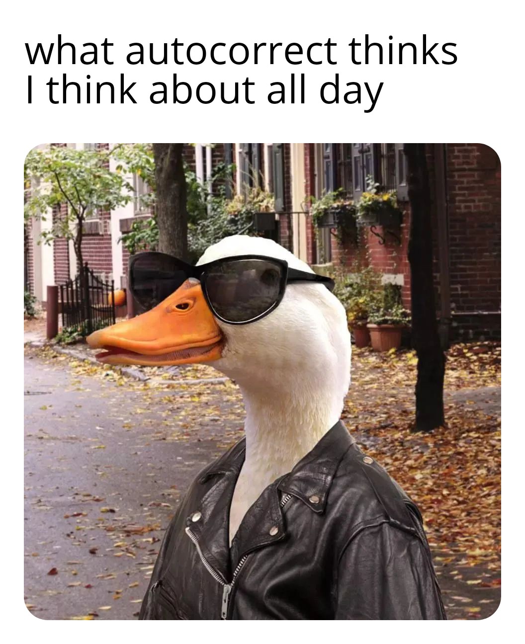 funny memes - duck - what autocorrect thinks I think about all day