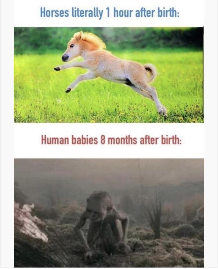 funny memes- Meme - Horses literally 1 hour after birth Human babies 8 months after birth