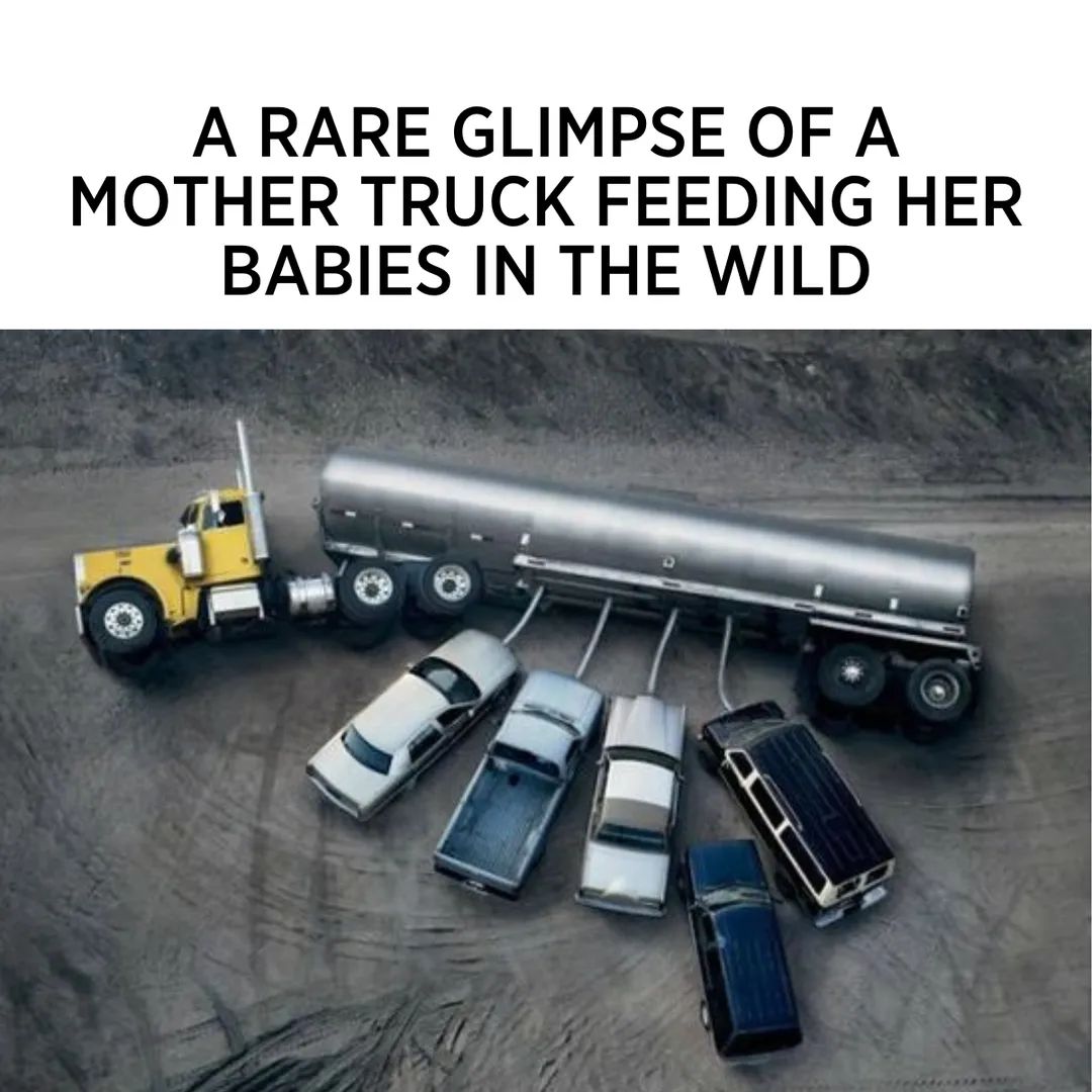 funny memes --  A Rare Glimpse Of A Mother Truck Feeding Her Babies In The Wild