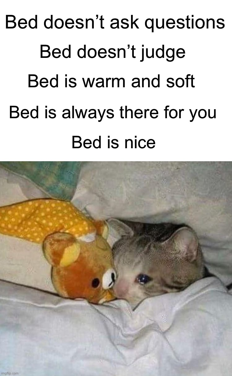 37 funny memes and pics -  fauna - Bed doesn't ask questions Bed doesn't judge Bed is warm and soft Bed is always there for you Bed is nice