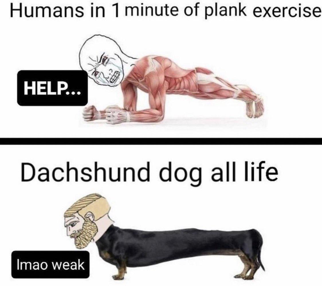 funny memes and tweets - humans in 1 minute of plank exercise - Humans in 1 minute of plank exercise Help... Dachshund dog all life Imao weak