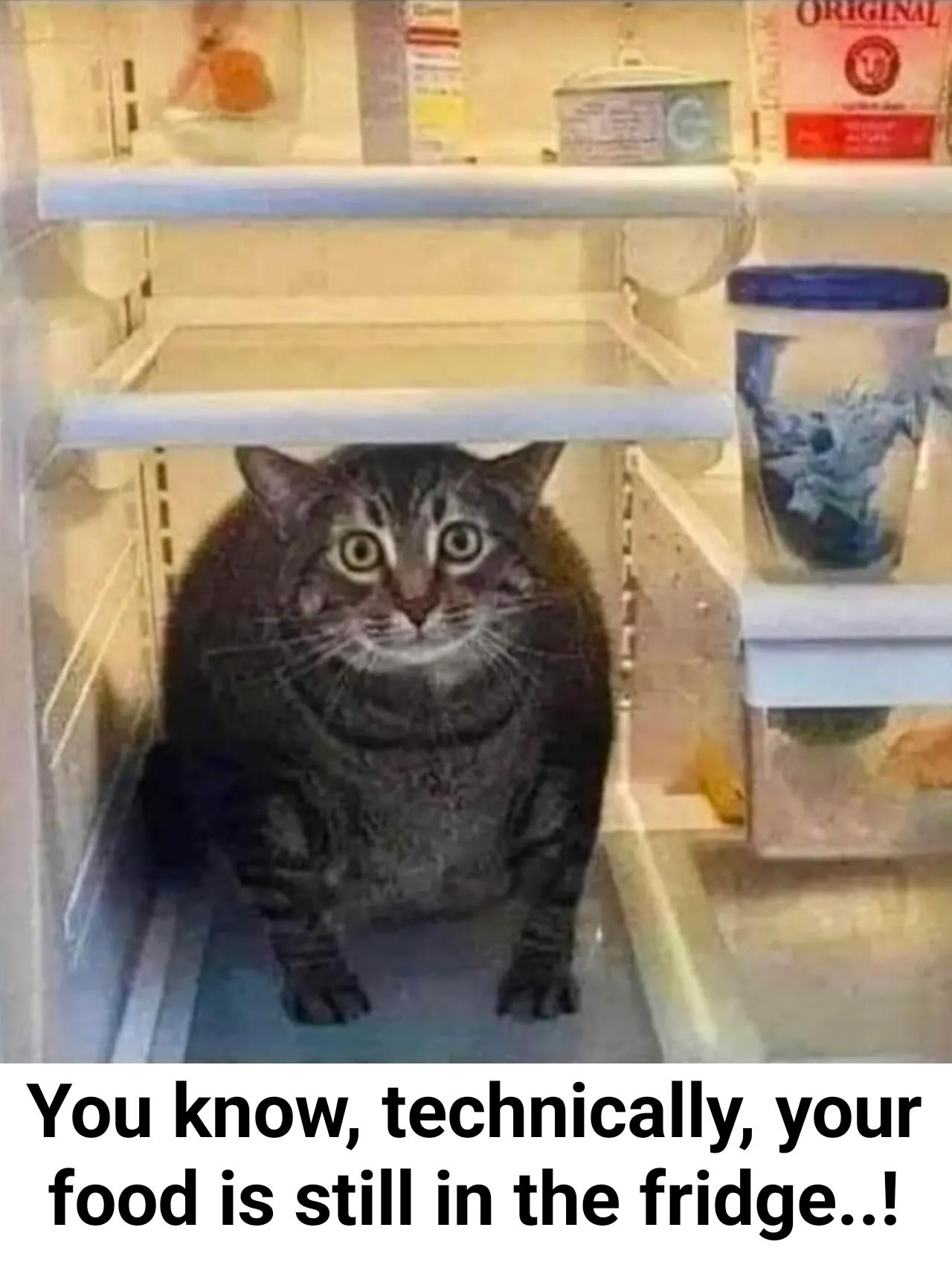funny memes - cat - O alo C Original You know, technically, your food is still in the fridge..!