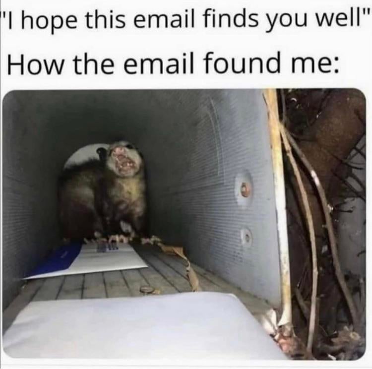 funny memes - hope this email finds you well possum - "I hope this email finds you well" How the email found me