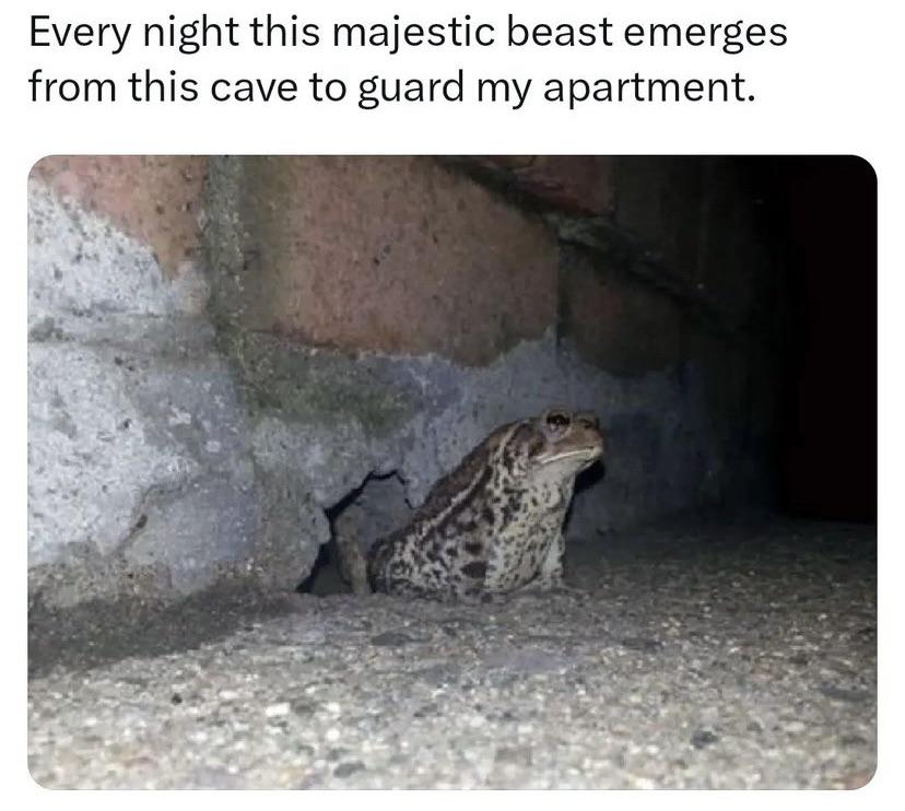 funny memes - guard frog on duty - Every night this majestic beast emerges from this cave to guard my apartment.
