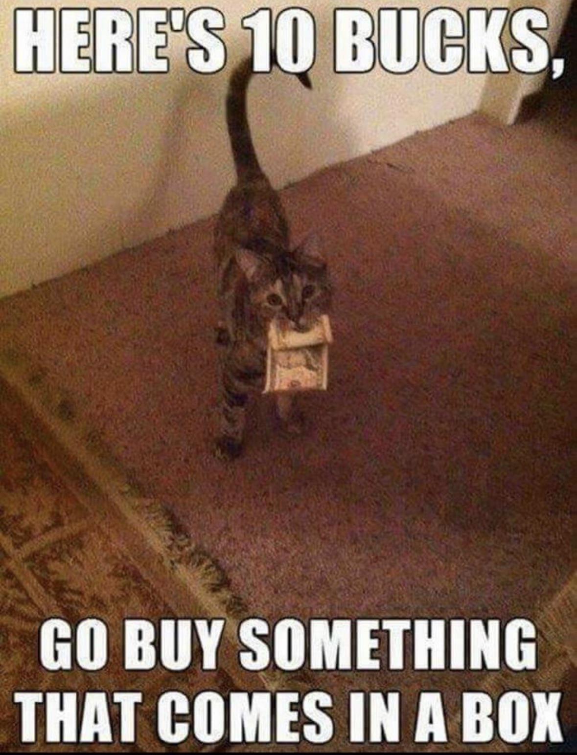 funny memes and pics - funny cat memes - Here'S 10 Bucks. Go Buy Something That Comes In A Box
