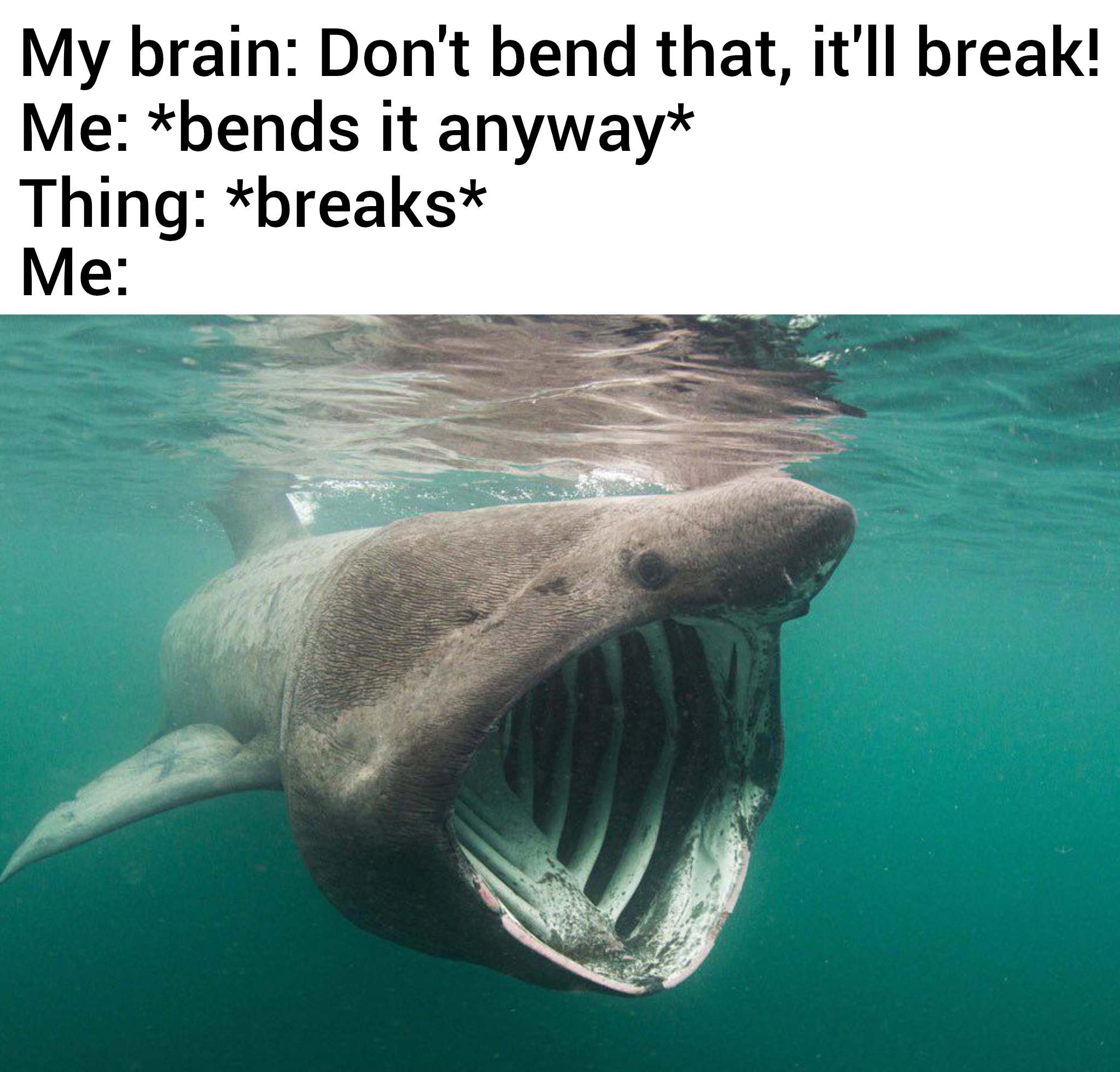 dank memes - harmless shark - My brain Don't bend that, it'll break! Me bends it anyway Thing breaks Me