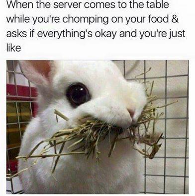 dank memes and pics -  waiter rabbit meme - When the server comes to the table while you're chomping on your food & asks if everything's okay and you're just