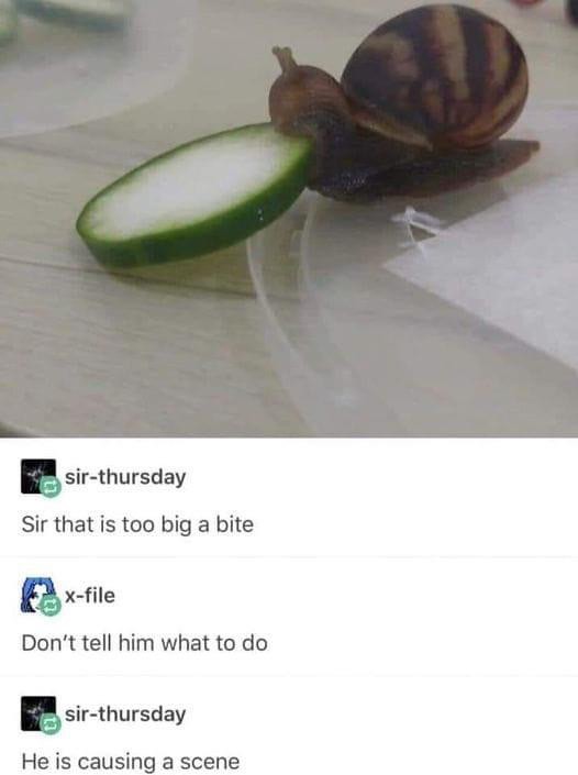 dank memes and pics -  snail eating cucumber - sirthursday Sir that is too big a bite xfile Don't tell him what to do sirthursday He is causing a scene