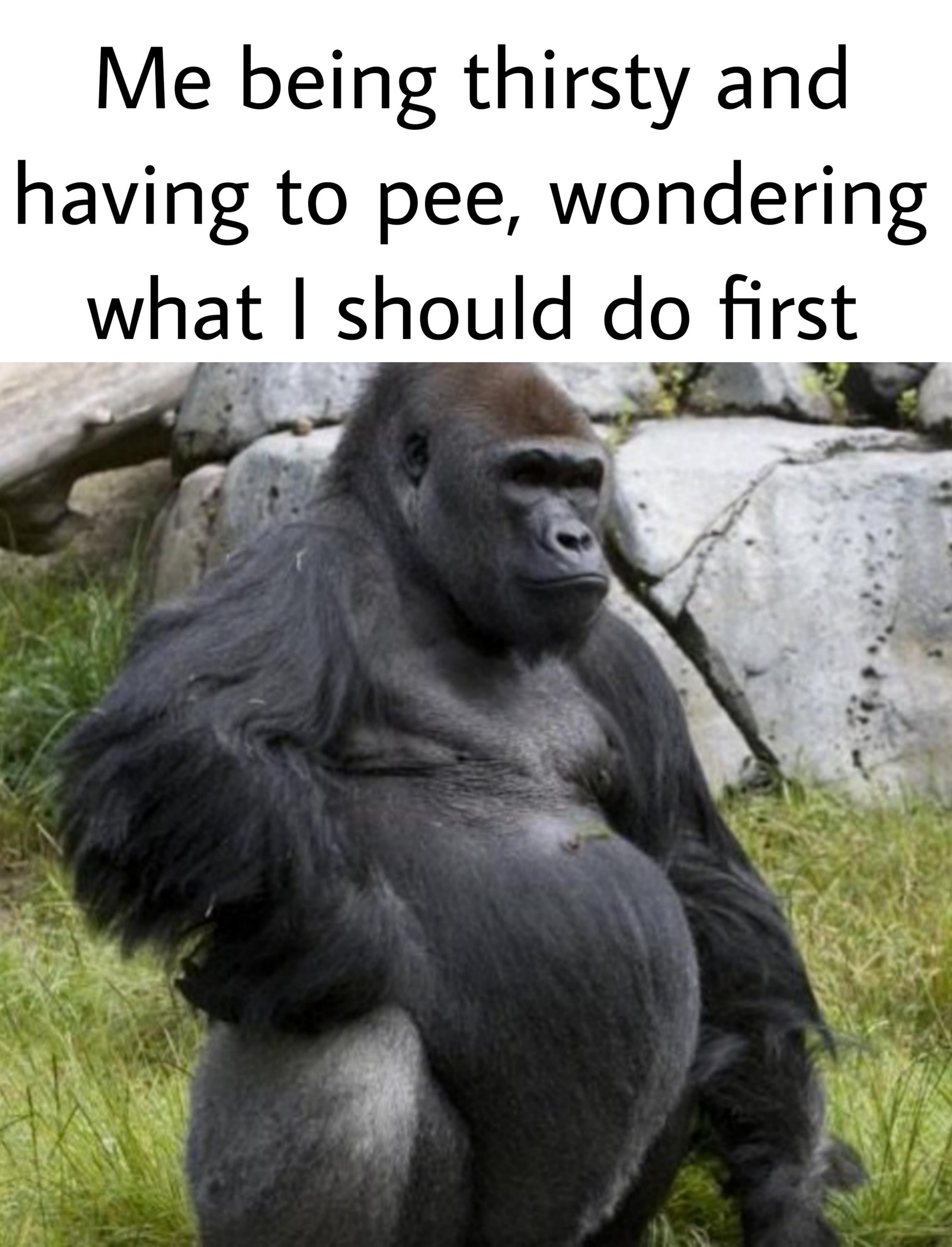 funny memes and pics - Me being thirsty and wondering having to pee, what I should do first