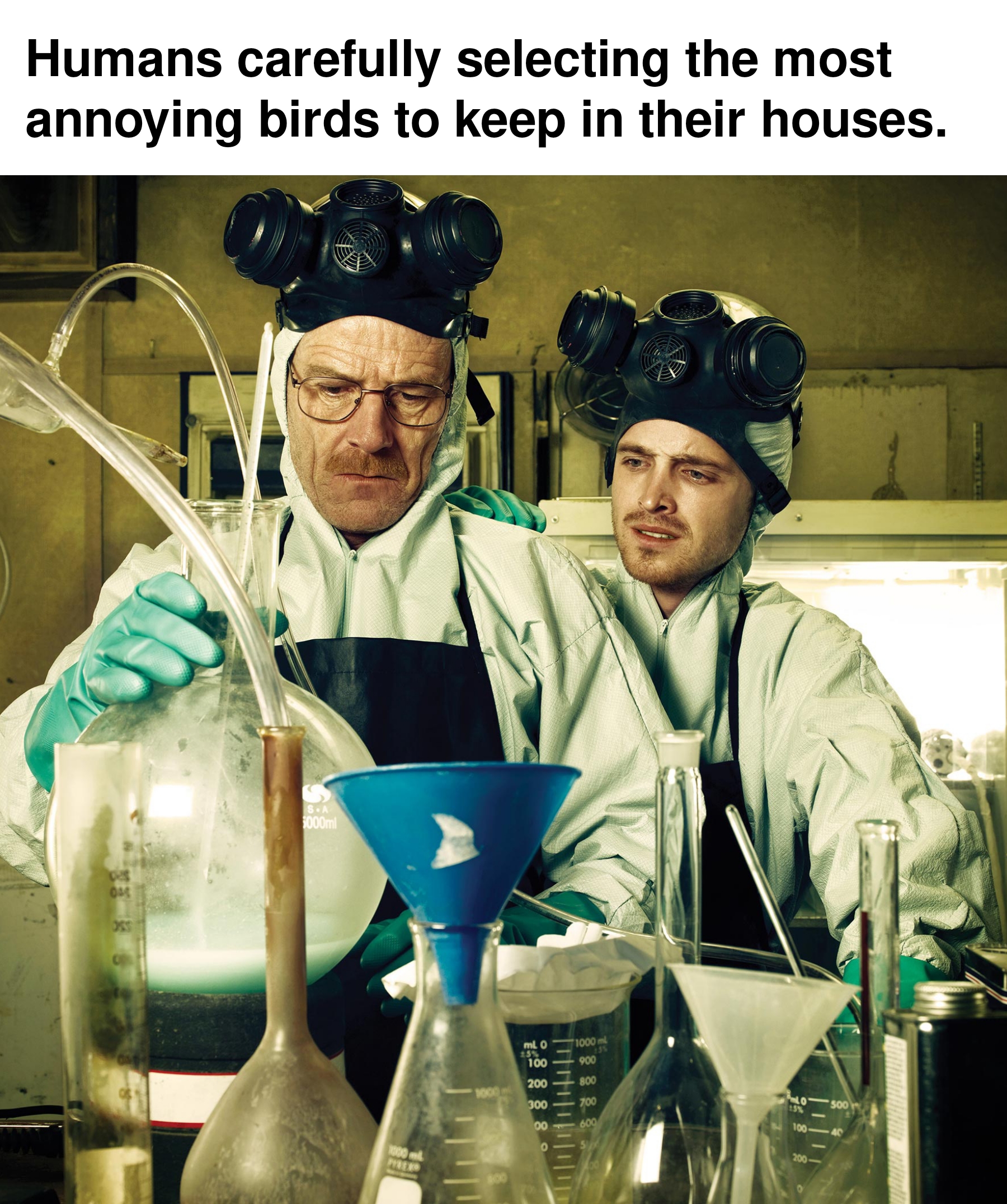 dank memes - meth lab breaking bad - Humans carefully selecting the most annoying birds to keep in their houses.