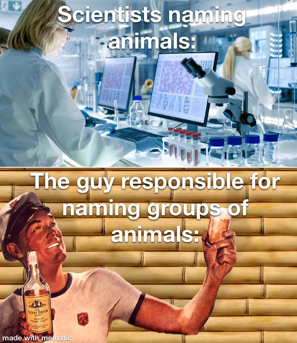 Funny and memes - senior scientist - Scientists naming Sunny Brook Kentucky WhiskeyA Blend ma The guy responsible for 2 naming groups of animals animals made with mematic