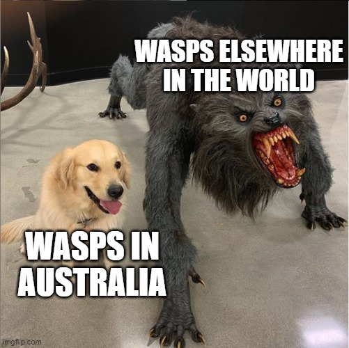 dank memes - Wasps Elsewhere In The World Wasps In Australia imgflip.com