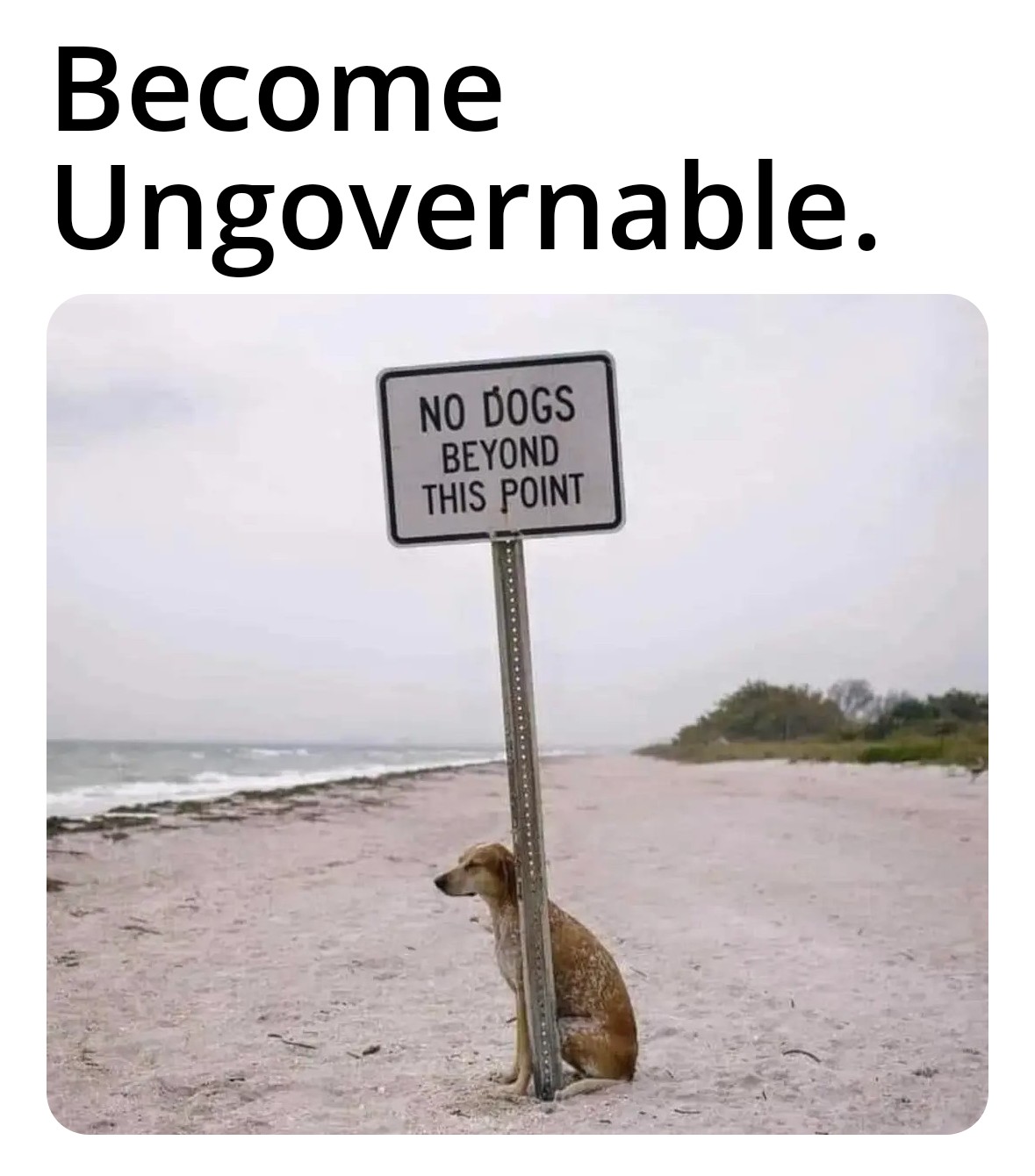 dank memes - fauna - Become Ungovernable. No Dogs Beyond This Point