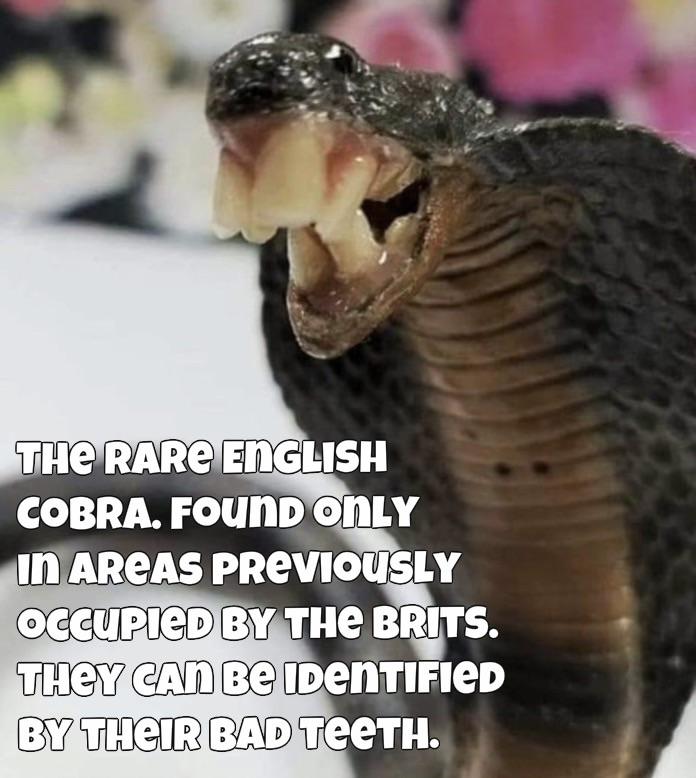 dank memes - fauna - The Rare English Cobra. Found Only In Areas Previously Occupied By The Brits. They Can Be Identified By Their Bad Teeth.