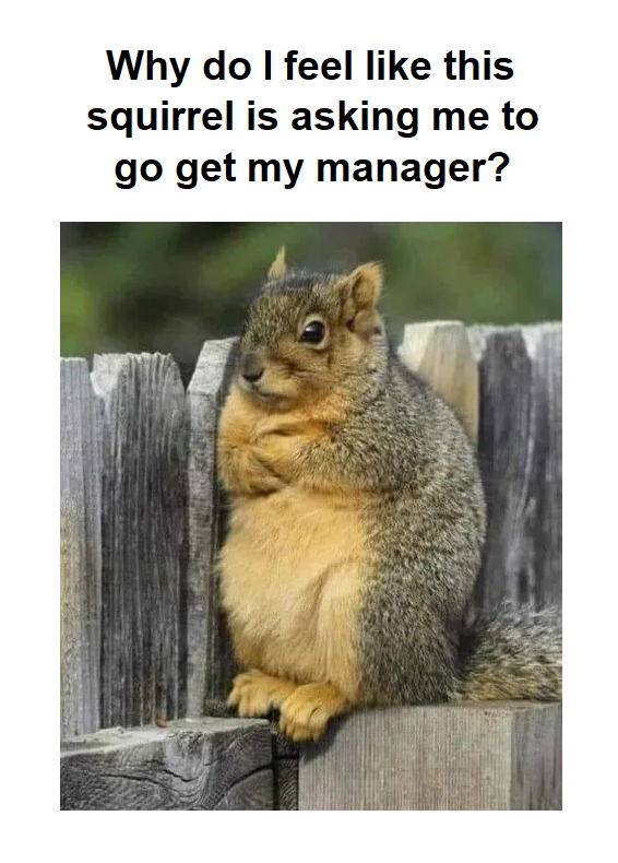 dank memes - fauna - Why do I feel this squirrel is asking me to go get my manager?