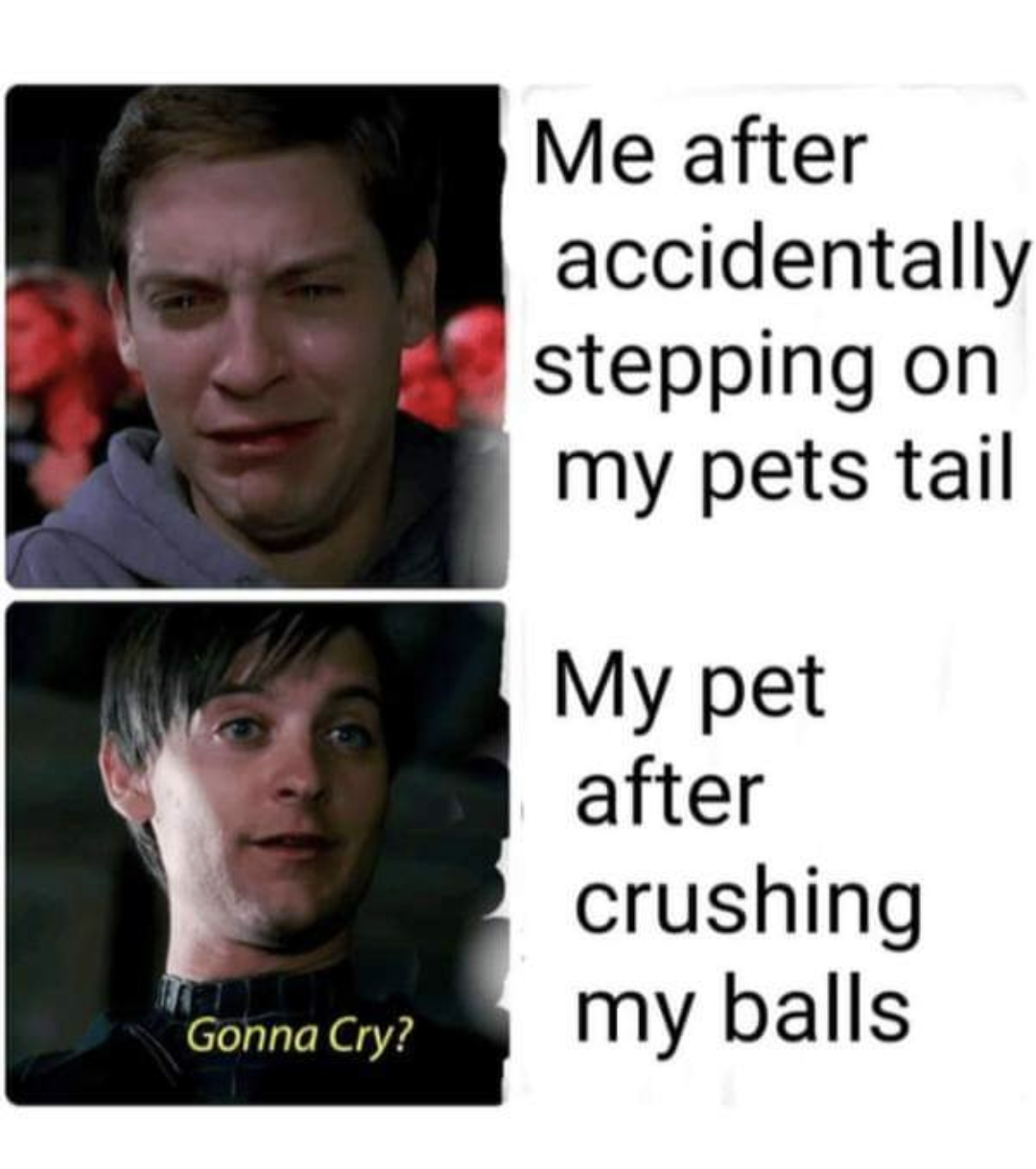 dank memes - photo caption - Gonna Cry? Me after accidentally stepping on my pets tail My pet after crushing my balls