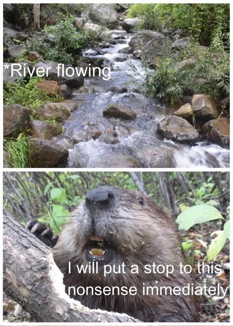 funny memes - fauna - River flowing I will put a stop to this nonsense immediately