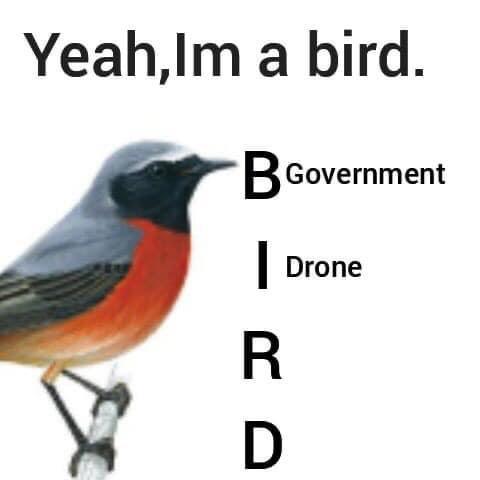 trending memes - yeah im a bird - Yeah,Im a bird. B Government Drone R D