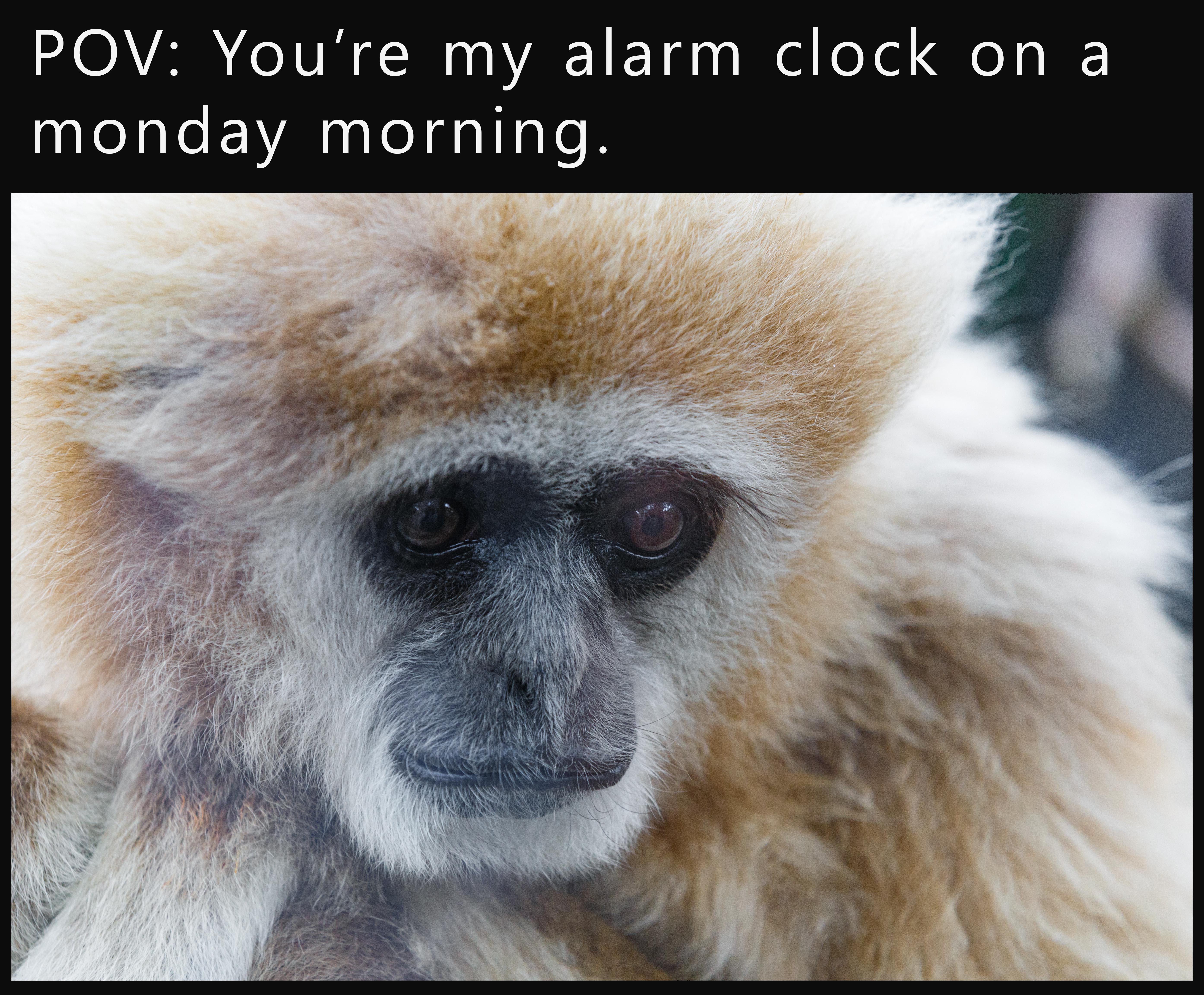 trending memes - fauna - Pov You're my alarm clock on a monday morning.