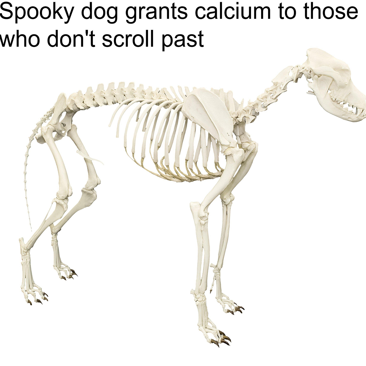 dank memes - dog skeleton meme - Spooky dog grants calcium to those who don't scroll past