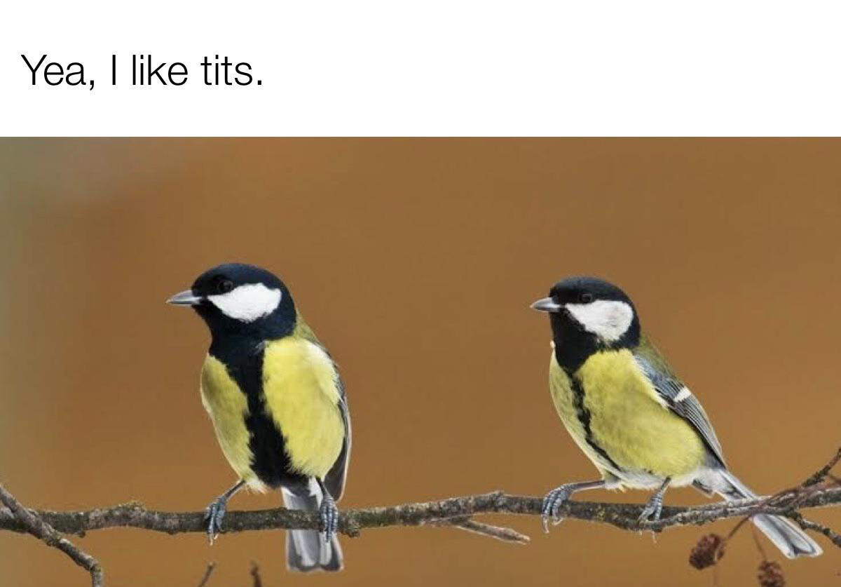 dank memes - great tits bird - Yea, I tits.