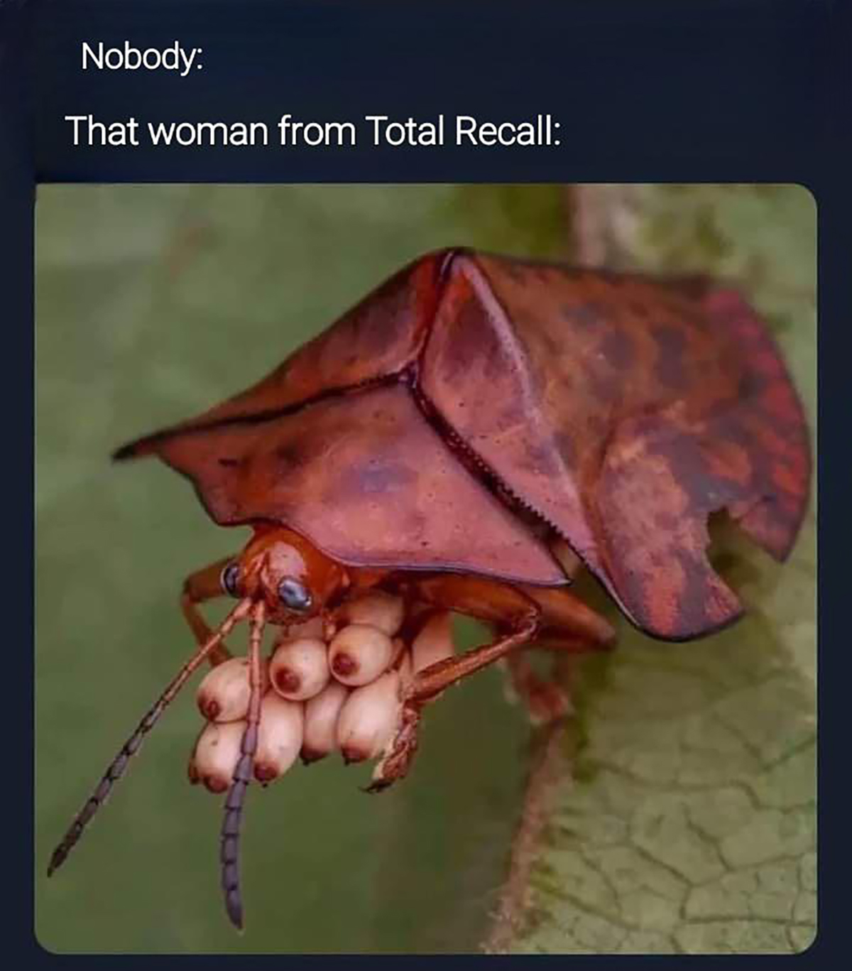 everybody gangsta until the stink bug - Nobody That woman from Total Recall