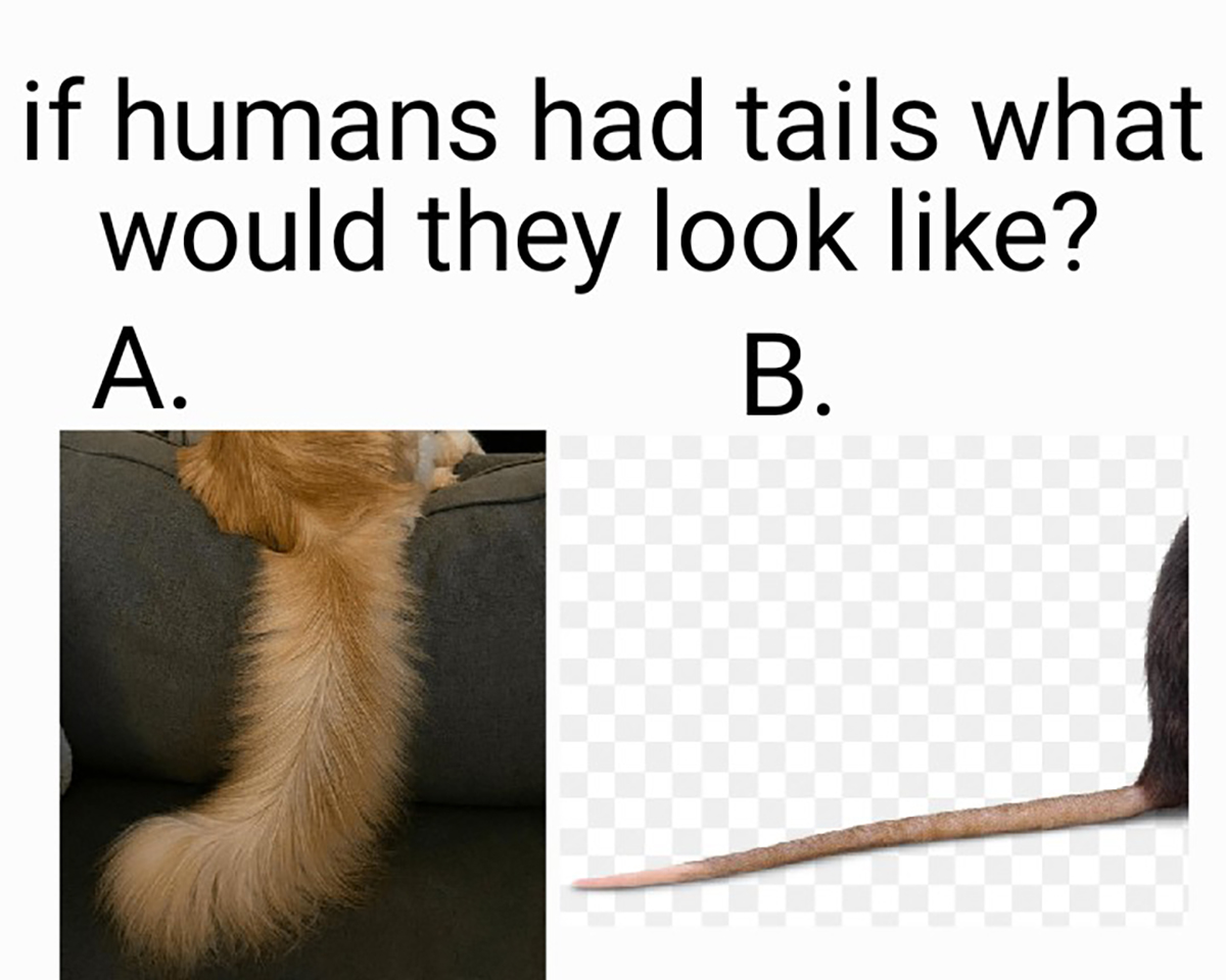 tail - if humans had tails what would they look ? B. A.