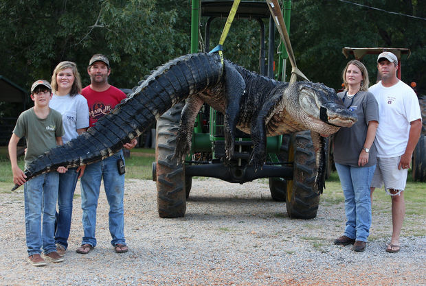 A monster alligator weighing 1011.5 458.8 kg pounds measuring 15 feet 457 cm long is pictured in Thomaston, Ala. on August 16, 2014.