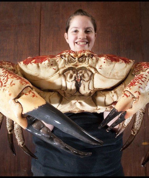 15 lb 6.8 kg crab. Could make 160 crab cakes