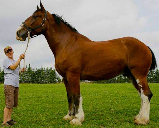 10 feet 305 cm tall Clydesdale