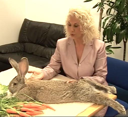 4 foot 3 inch 132 cm 50 lb rabbit