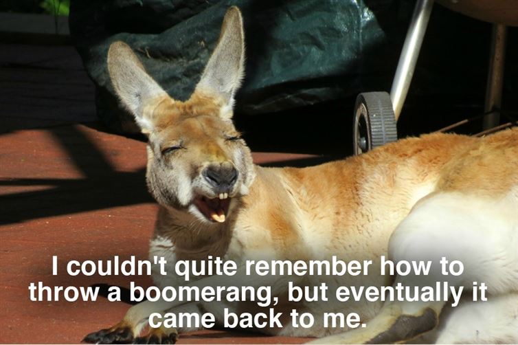 dad jokes - kangaroo lol - I couldn't quite remember how to throw a boomerang, but eventually it came back to me.