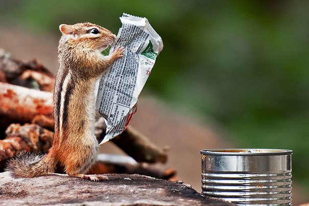 squirrel reading newspaper - Hu