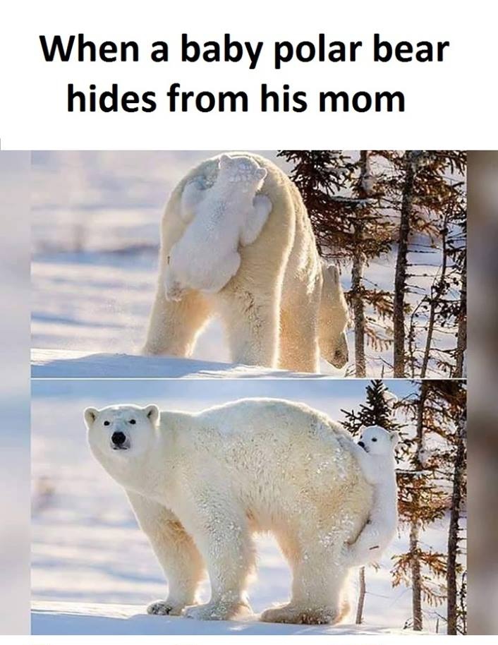 funny polar bear quotes - When a baby polar bear hides from his mom