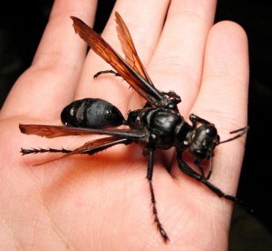 tarantula hawk wasp