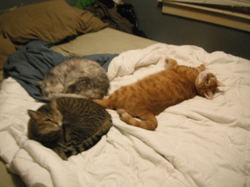 All the kitties sleeping