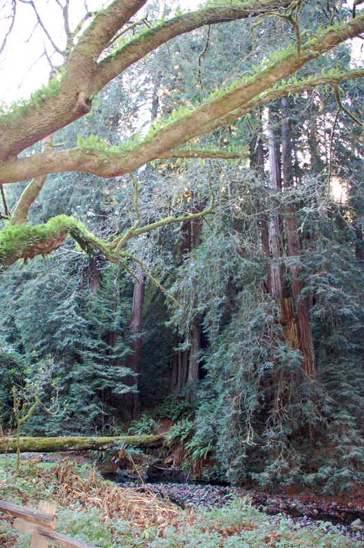 The Red Woods.