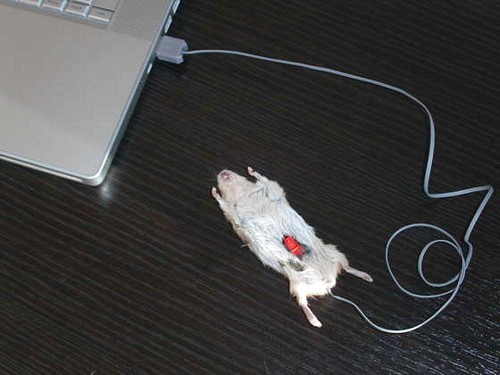 Dead Mouse Mouse
