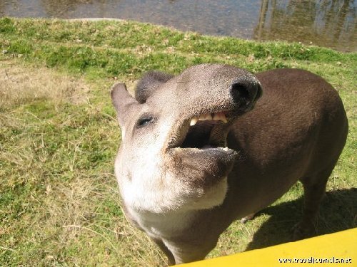 Retarded tapier 