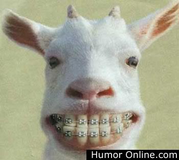 Goat with braces 