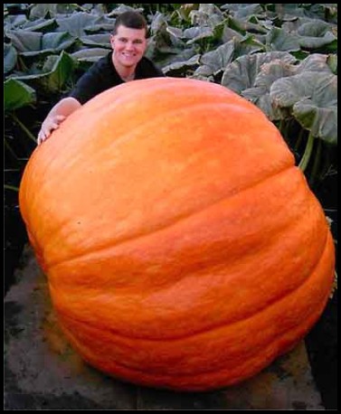 worlds largest pumpkins