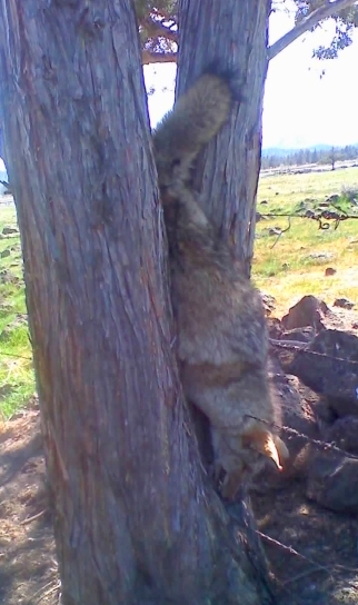Coyote stuck in tree