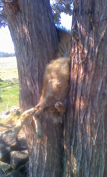 Coyote stuck in tree