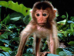Tweeker Monkey Baby