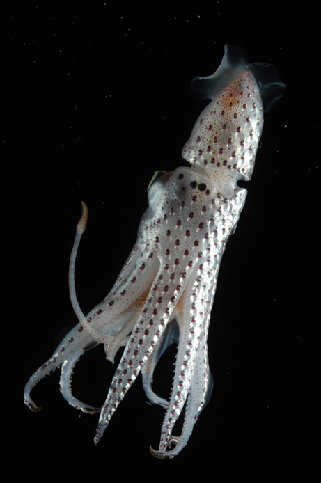 Awesome Deep Sea Creatures