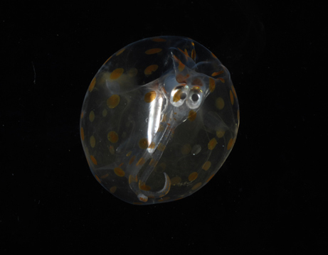 Awesome Deep Sea Creatures