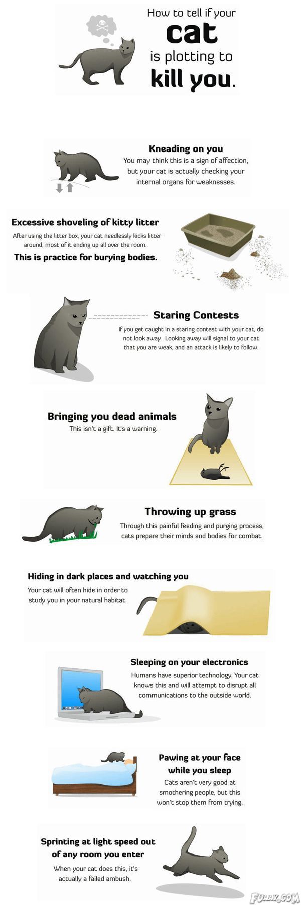 Cats..Are EVIL!