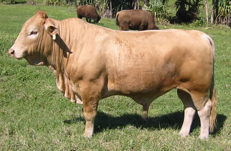 Beefalo = Buffalo + Cow