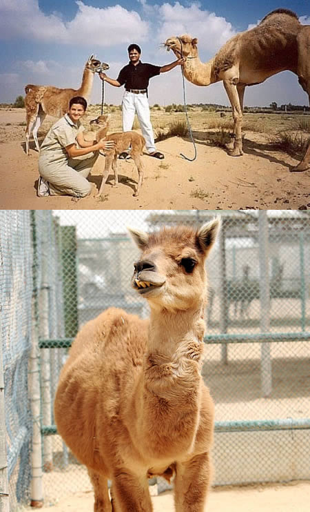 Cama = Camel + Llama